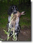 Anglick� �pringr�pan�l