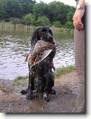 Anglick� �pringr�pan�l