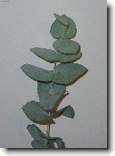Blahovi�n�k, eukalyptus