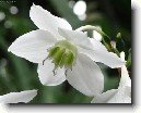 Eucharis, l�benka
