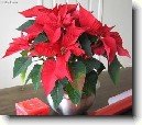 Pry�ec n�dhern�, v�no�n� hv�zda, poinsetie
