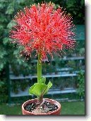 Hemantus, krvokv�t, slon� ucho