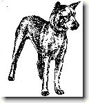 Korejsk� Jindo Dog