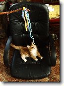 Mainsk� m�val� ko�ka