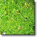 Nertera andsk�, kor�lovka