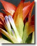 Nidul�rium, hn�zdo�