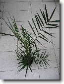 Datlov� palma, finik, datlovn�k