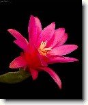 Velikono�n� kaktus