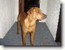 Rhod�sk� ridgeback, Rhod�zsk� ridgeback