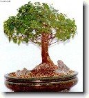 Sager�cie �ajov�