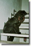 Kn�ra� st�edn�