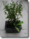 Strom tis�ce hv�zd, serisa