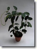 Stefanotis, v�ncovec kv�tnat�