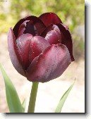 Tulip�n