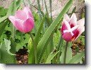 Tulip�n