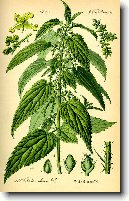 Kop�iva Dvoudom�