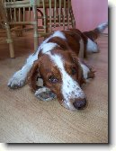 Vel��pringr�pan�l