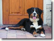 Puzzle on-line