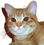 Chovatelska stanice ps�: VABANK*PL