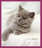 Chovatelska stanice ps�: SENS LAVR�S *CZ