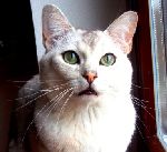 Chovatelska stanice ps�: ELBAMO ANGELS, CZ