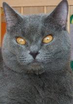 Chovatelska stanice ps�: CVIRN,CZ