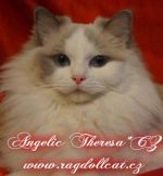 Chovatelska stanice ps�: ANGELIC THERESA*CZ