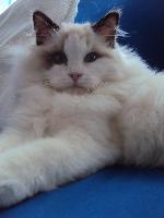 Chovatelska stanice ps�: SMITHY CATS*CZ