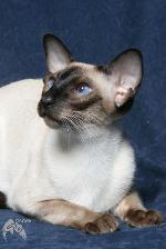 Chovatelska stanice ps�: BASBOUSA*CZ