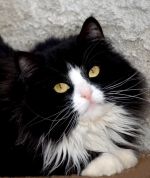 Chovatelska stanice ps�: FELINE PARADISE * CZ