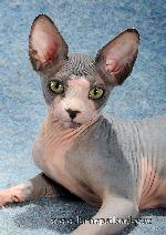 Chovatelska stanice ps�: AAR.CZ