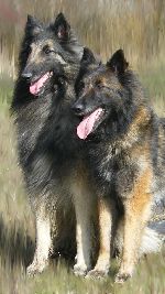 Chovatelska stanice ps�: Z �ENOVSK�HO SLIVN�KU