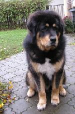 Chovatelska stanice ps�: BAGMED Z FOJTECK�HO �DOL�