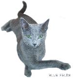 Chovatelska stanice ps�: BLUE FELIS