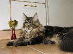 Chovatelska stanice ps�: SUSAN�S CATS.CZ