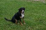 Chovatelska stanice ps�: DREAMS�OF KATRIN