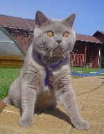 Chovatelska stanice ps�: BLUE AZZURIA*SK