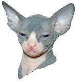 Chovatelska stanice ps�: SCARFACE