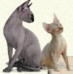 Chovatelska stanice ps�: ATTON MORAVIA CZ